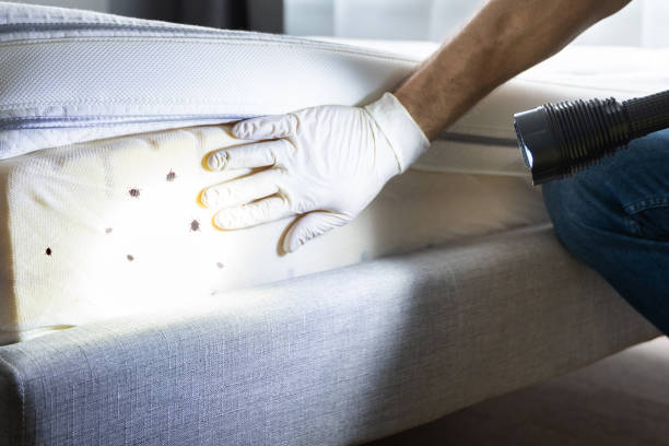 Best Wasp Removal Services  in Harper, KS