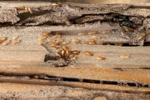 Best Best Pest Control Companies  in Harper, KS